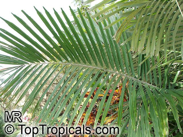 Arenga engleri, Formosa Palm, Dwarf Sugar Palm,Taiwan Sugar Palm