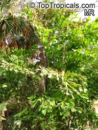 Caryota sp., Solitary Fishtail Palm, Toddy Palm, Jaggery Palm, Wine Palm, Kitul

Click to see full-size image