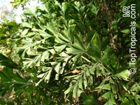 Caryota sp., Solitary Fishtail Palm, Toddy Palm, Jaggery Palm, Wine Palm, Kitul