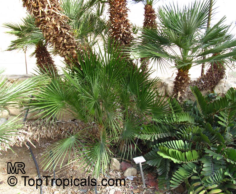 Chamaerops humilis, Dwarf Fan Palm, European Fan Palm