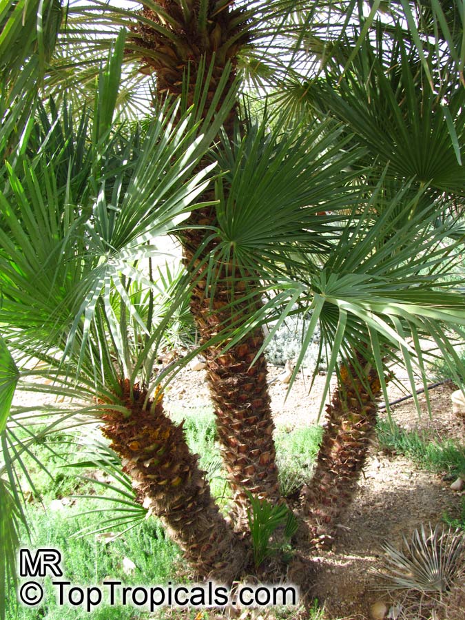 Chamaerops humilis, Dwarf Fan Palm, European Fan Palm