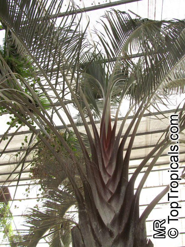 Dypsis decaryi (Neodypsis) - Triangle Palm