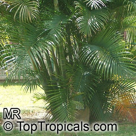 Chrysalidocarpus lutescens, Areca lutescens, Dypsis lutescens, Yellow Butterfly Palm, Cane Palm, Madagascar Palm, Golden Feather Palm, Yellow Palm, Bamboo Palm, Areca Palm