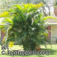 Chrysalidocarpus lutescens, Areca lutescens, Dypsis lutescens, Yellow Butterfly Palm, Cane Palm, Madagascar Palm, Golden Feather Palm, Yellow Palm, Bamboo Palm, Areca Palm

Click to see full-size image