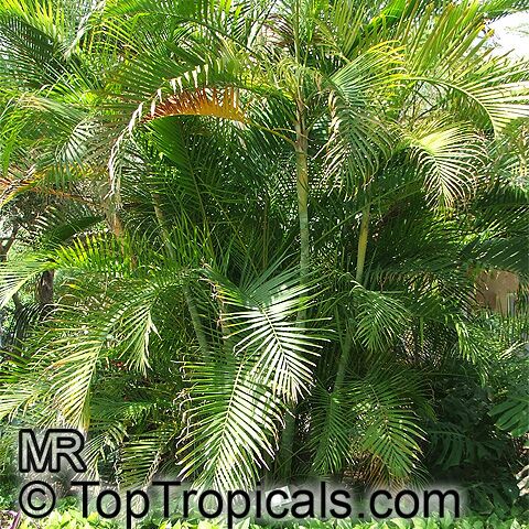 Chrysalidocarpus lutescens, Areca lutescens, Dypsis lutescens, Yellow Butterfly Palm, Cane Palm, Madagascar Palm, Golden Feather Palm, Yellow Palm, Bamboo Palm, Areca Palm
