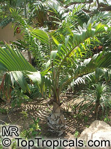 Hyophorbe lagenicaulis, Mascarena lagenicaulis, Bottle Palm