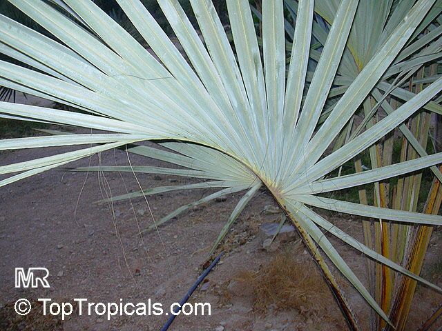 Hyphaene thebaica, Gingerbread Palm, African Doum Palm