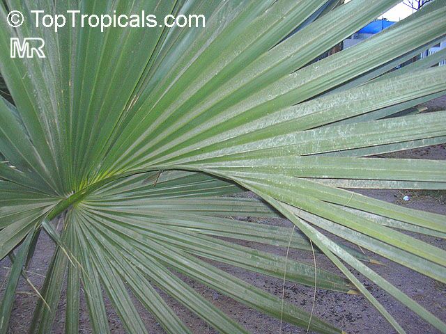 Hyphaene thebaica, Gingerbread Palm, African Doum Palm
