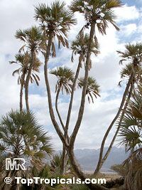 Hyphaene thebaica, Gingerbread Palm, African Doum Palm

Click to see full-size image