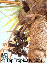 Hyphaene thebaica, Gingerbread Palm, African Doum Palm

Click to see full-size image