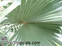 Latania sp., Latan Palm