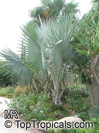 Latania sp., Latan Palm