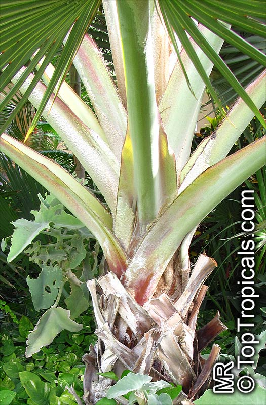Latania sp., Latan Palm