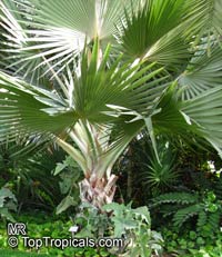 Latania sp., Latan Palm

Click to see full-size image
