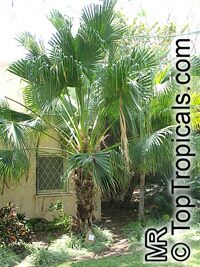 Livistona chinensis, Chinese Fan, Chinese Fountain Palm

Click to see full-size image