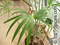 Mauritiella aculeata, Rio Negro Palm, Morichito Palm

Click to see full-size image