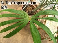 Mauritiella aculeata, Rio Negro Palm, Morichito Palm

Click to see full-size image