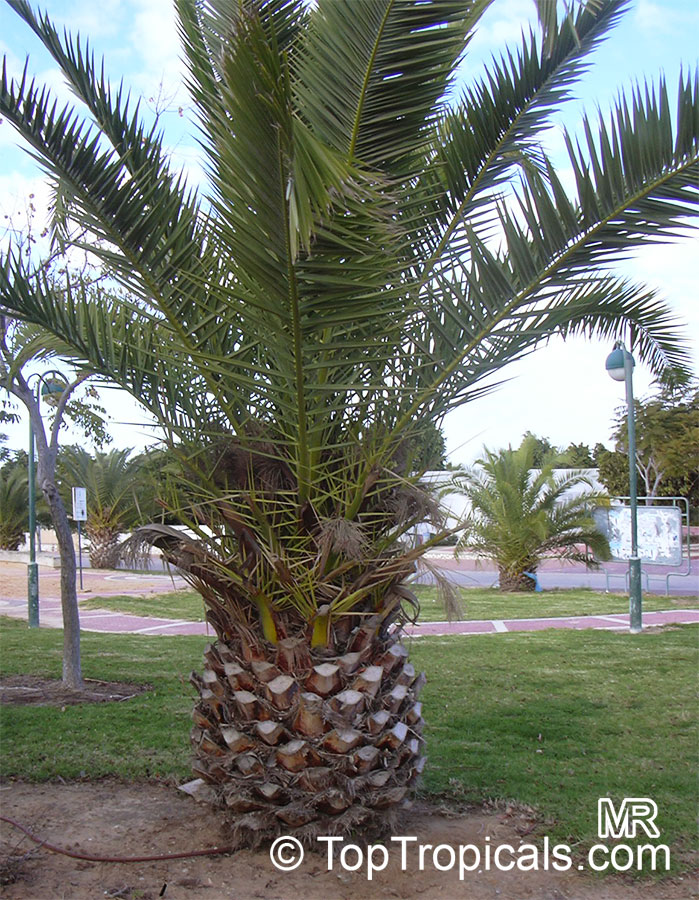 Phoenix canariensis, Canary Island Date Palm