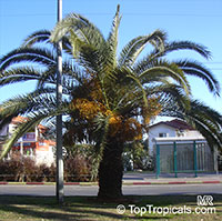 Phoenix canariensis, Canary Island Date Palm

Click to see full-size image