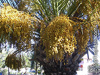 Phoenix canariensis, Canary Island Date Palm

Click to see full-size image