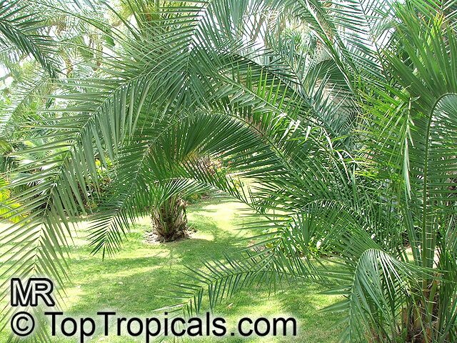 Phoenix reclinata, Reclinata Date Palm, Senegal Date, African Wild Date