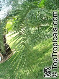 Phoenix reclinata, Reclinata Date Palm, Senegal Date, African Wild Date

Click to see full-size image