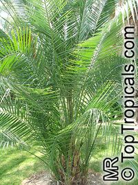 Phoenix reclinata, Reclinata Date Palm, Senegal Date, African Wild Date

Click to see full-size image