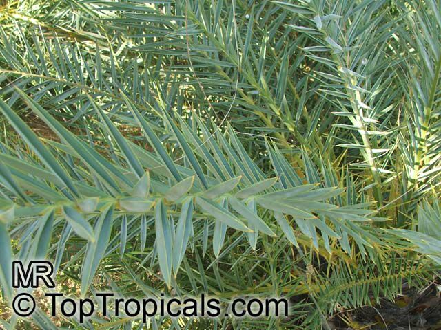 Phoenix theophrastii , Cretan Date Palm