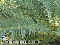Phoenix theophrastii , Cretan Date Palm

Click to see full-size image