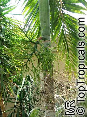 Ptychosperma elegans, Solitaire Palm