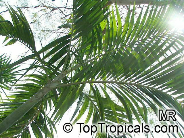 Ptychosperma elegans, Solitaire Palm