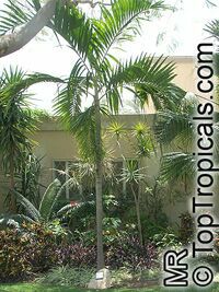 Ptychosperma elegans, Solitaire Palm

Click to see full-size image