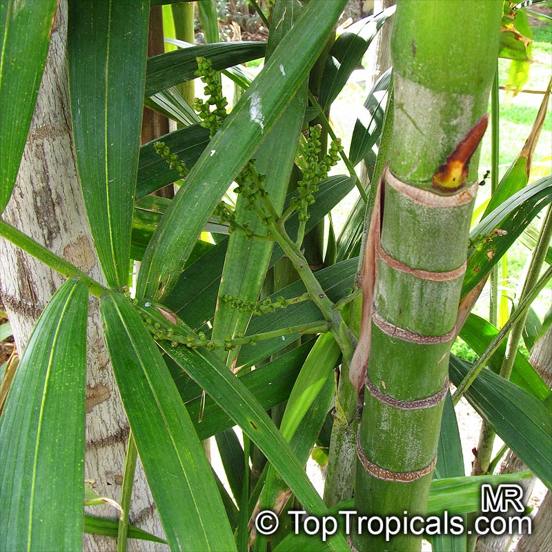 Ptychosperma macarthurii, Macarthur Palm, Macarthur Feather Palm