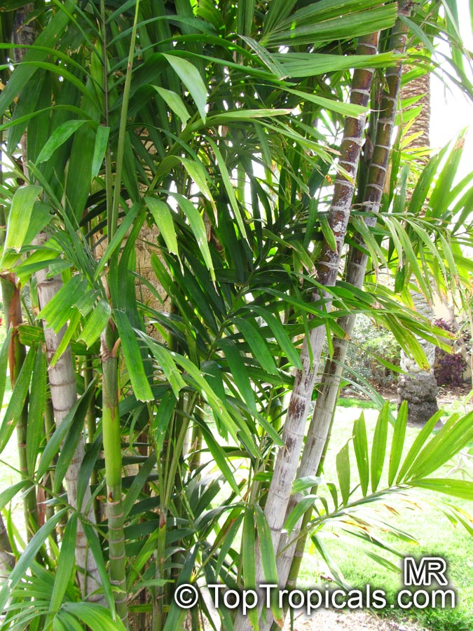 Ptychosperma macarthurii, Macarthur Palm, Macarthur Feather Palm