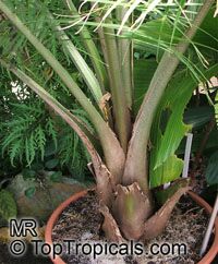 Ravenea rivularis, Ravenea glauca, Majesty Palm

Click to see full-size image