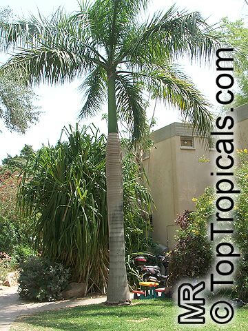 Roystonea elata, Roystonea oleracea, Roystonea regia, Florida Royal Palm