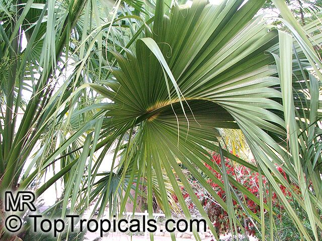 Sabal palmetto, Sabal Palm, Cabbage Palm