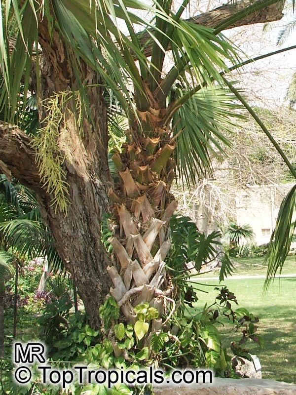 Sabal palmetto, Sabal Palm, Cabbage Palm