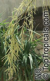Sabal palmetto, Sabal Palm, Cabbage Palm

Click to see full-size image