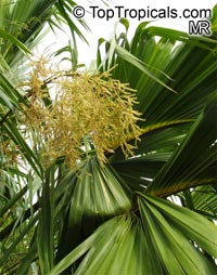 Sabal palmetto, Sabal Palm, Cabbage Palm

Click to see full-size image