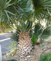 Sabal sp., Palmetto

Click to see full-size image