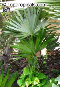 Thrinax morrisii, Simpsonia microcarpa, Thrinax keyensis, Thrinax microcarpa, Broom Palm, Key Thatch Palm

Click to see full-size image