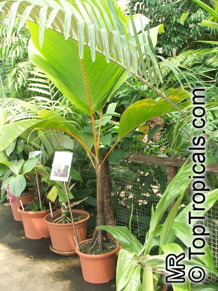 Verschaffeltia splendida , Seychelles Stilt Palm, Latanier Latte, Splendid Palm . 4 years old plant
