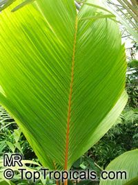 Verschaffeltia splendida , Seychelles Stilt Palm, Latanier Latte, Splendid Palm 

Click to see full-size image
