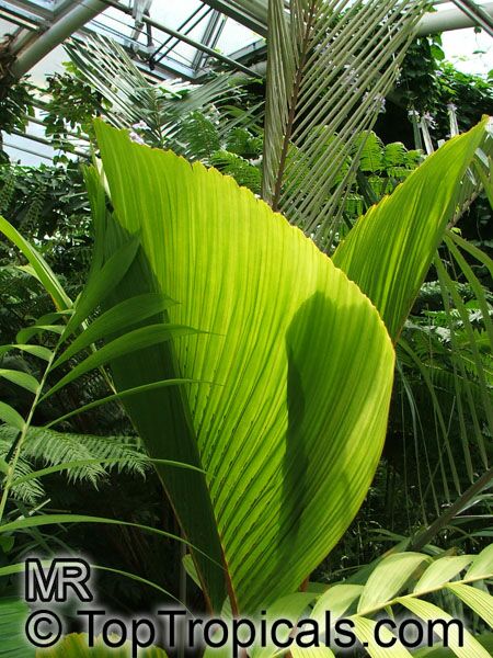 Verschaffeltia splendida , Seychelles Stilt Palm, Latanier Latte, Splendid Palm 