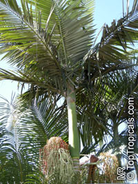 Archontophoenix alexandrae, Ptychosperma alexandrae, Alexandre Palm, King Palm, Nothern Bangalow Palm

Click to see full-size image