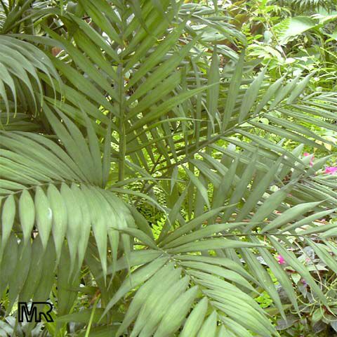 Chamaedorea elegans, Collinia elegans, Neanthe bella, Parlour Palm