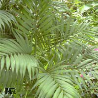 Chamaedorea elegans, Collinia elegans, Neanthe bella, Parlour Palm

Click to see full-size image