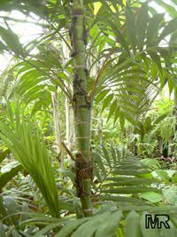 Chamaedorea elegans, Collinia elegans, Neanthe bella, Parlour Palm

Click to see full-size image