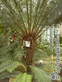 Cycas circinalis, Cycas undulata, Cycas wallichii, Queen Sago

Click to see full-size image
